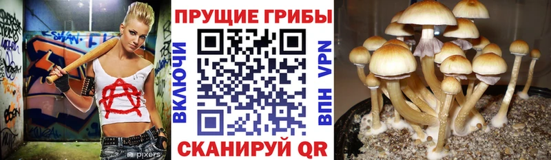 Галлюциногенные грибы GOLDEN TEACHER  Кыштым 